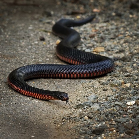 Snee Snake A slithery visitor